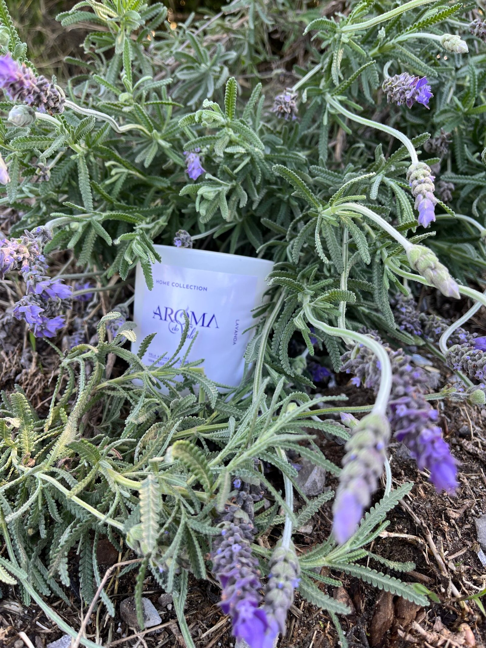 💜 LAVANDA