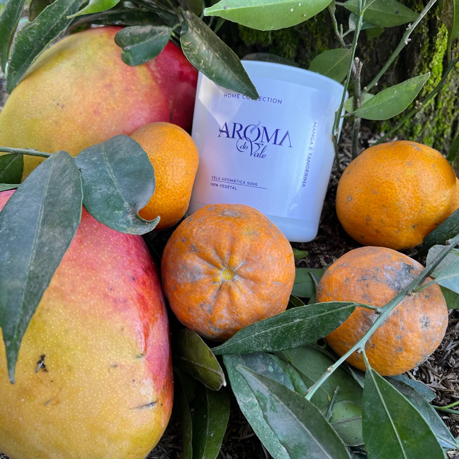 🥭🍊 MANGA E TANGERINA